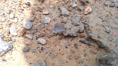 Celastrina lavendularis himilcon