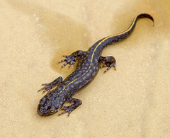 Triturus ivanbureschi