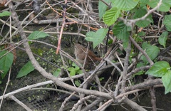 Troglodytes troglodytes