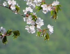 Prunus jamasakura