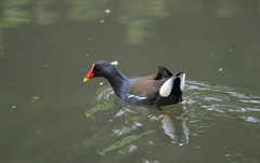 Gallinula chloropus