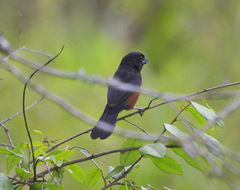 Sporophila angolensis