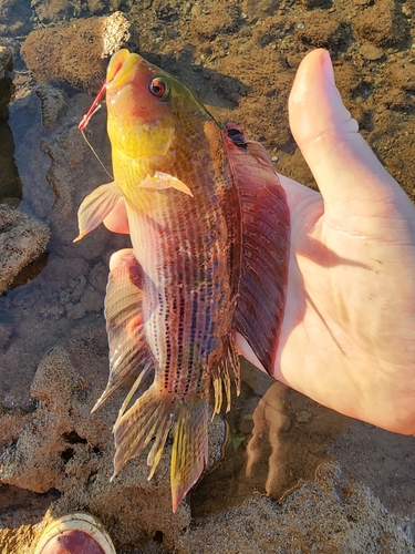 Lined dottyback (Labracinus lineatus) — Pseudochromidae — 5