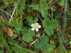 Fragaria hayatae