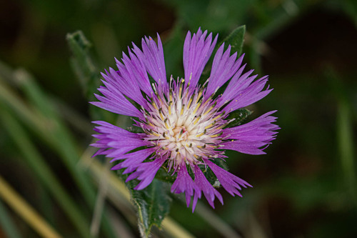 Iberian knapweed