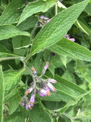 Symphytum × uplandicum