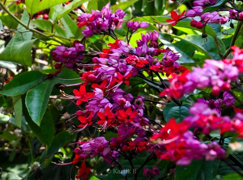 Foto de Florzinha-de-fogo
