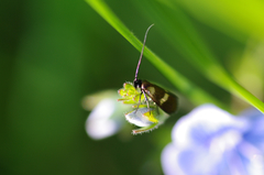Cauchas fibulella