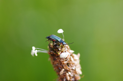 Malachius bipustulatus