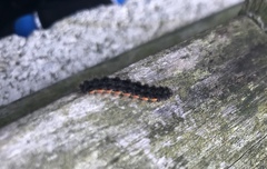 Eilema lurideola