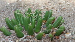 Mammillaria longimamma