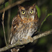 Tropical Screech-Owl - Photo (c) Carmelo López Abad, some rights reserved (CC BY-NC), uploaded by Carmelo López Abad