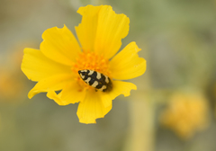 Acmaeodera