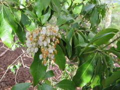 Pieris japonica