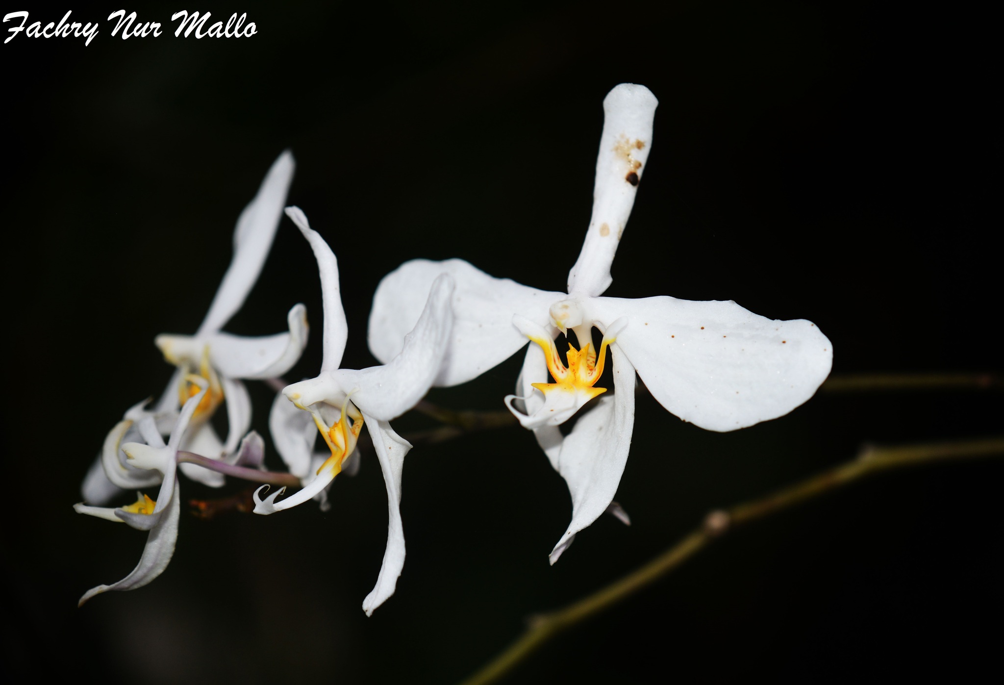 Imagem de Orquídea borboleta