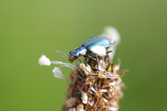 Malachius bipustulatus