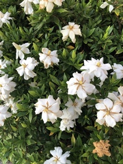 Gardenia jasminoides