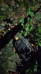 Cuora flavomarginata