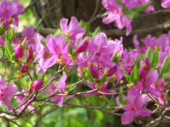 Rhododendron dilatatum