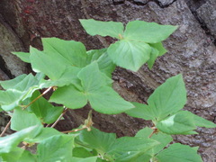 Rhododendron dilatatum