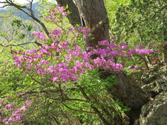 Rhododendron dilatatum