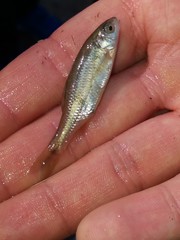 Sarmarutilus rubilio