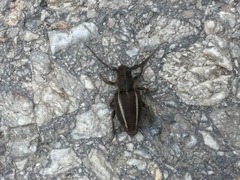 Neodorcadion bilineatum