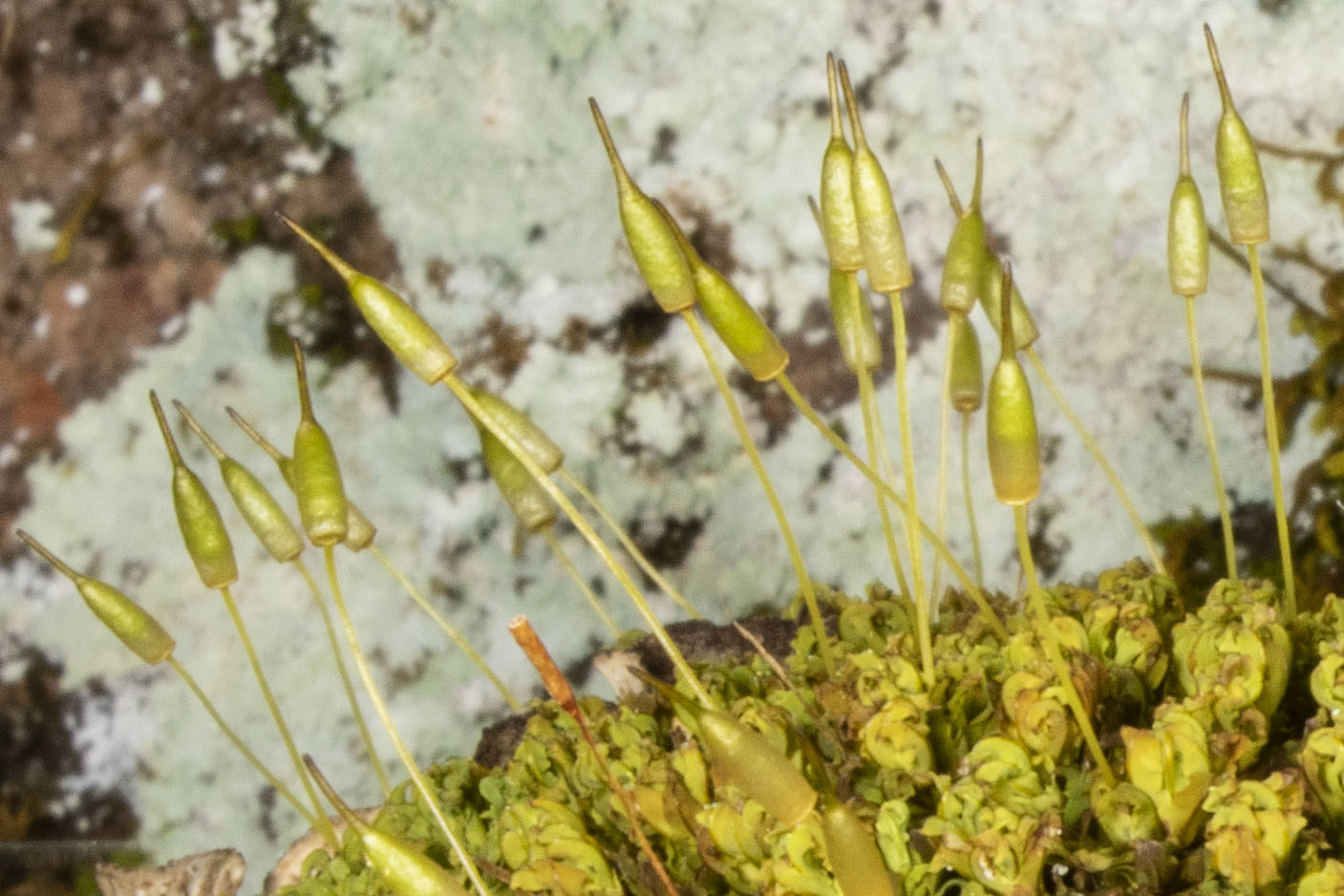 Encalypta procera