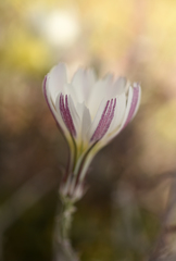 Calycoseris wrightii