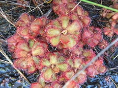 Drosera cuneifolia