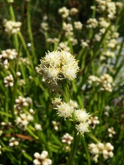 Baccharis sagittalis