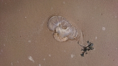 Rhizostoma
