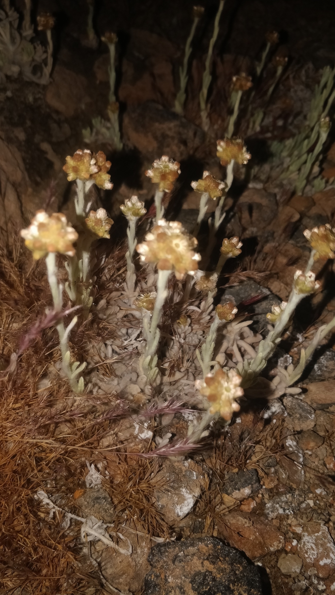 Borriza del Teide