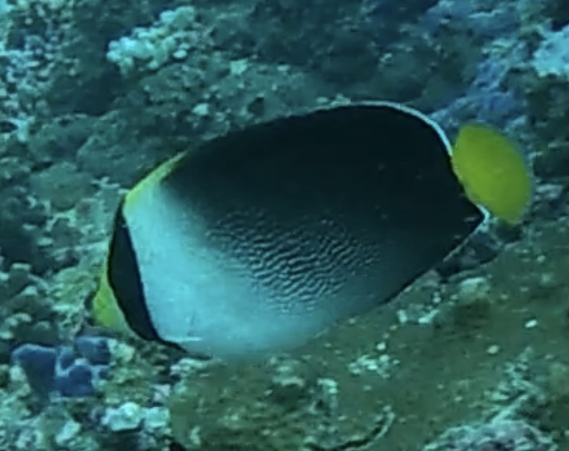 emperor butterflyfish