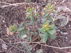 Euphorbia jenisseiensis