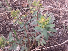 Euphorbia jenisseiensis
