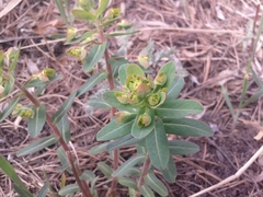 Euphorbia jenisseiensis
