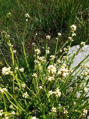 Baccharis sagittalis