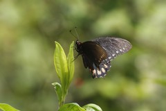 Mimoides phaon phaon