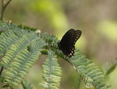 Mimoides phaon phaon