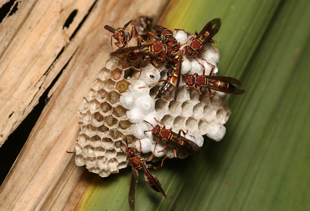 Polistes stabilinus