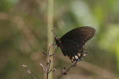 Mimoides phaon phaon