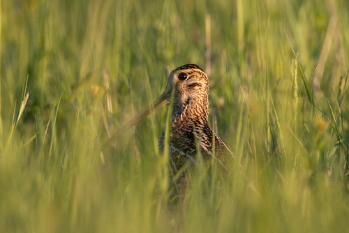 Bécassine double