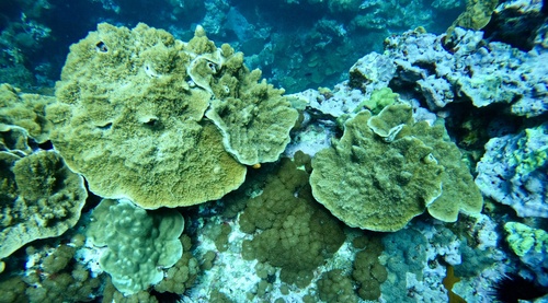 Isopora crateriformis observed 2024-02-01