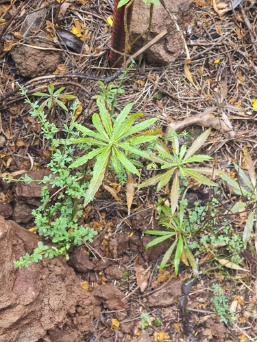 Image of Erysimum bicolor by (c) Vítor Jorge, some rights reserved (CC BY)