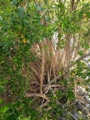 Escallonia myrtoidea