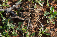 Tasmanicosa ramosa