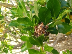 Escallonia myrtoidea