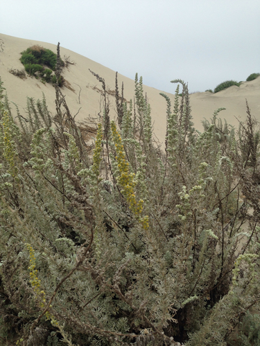Sandhill sage