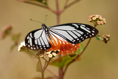 Papilio agestor